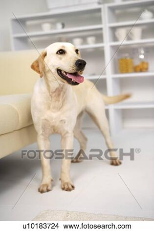 Labrador Retriever, Single Animal, Indoors View Large Photo Image Picture - Labrador Retriever, Single Animal, Indoors. Fotosearch