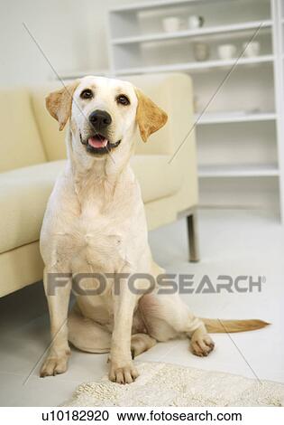 Labrador Retriever, Single Animal, Indoors View Large Photo Image Stock Image - Labrador Retriever, Single Animal, Indoors. Fotosearch