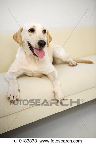 Labrador Retriever, Single Animal, Indoors View Large Photo Image Stock Image - Labrador Retriever, Single Animal, Indoors. Fotosearch