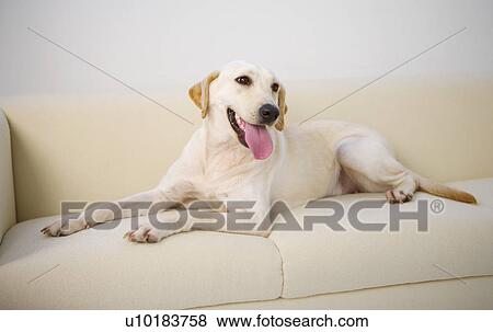 Labrador Retriever, Single Animal View Large Photo Image Stock Photo - Labrador Retriever, Single Animal. Fotosearch