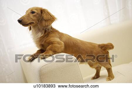 Miniature Duchshund, Looking Away View Large Photo Image Stock Image - Miniature Duchshund, Looking Away. Fotosearch