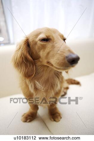 Stock Image - Miniature Duchshund, Single Animal, Indoors. Fotosearch