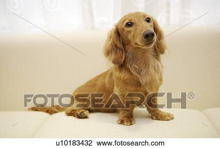 Miniature Duchshund, Single Animal View Large Photo Image Stock Image - Miniature Duchshund, Single Animal. Fotosearch