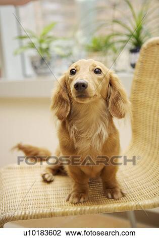 Miniature Duchshund, Single Animal View Large Photo Image Stock Image - Miniature Duchshund, Single Animal. Fotosearch