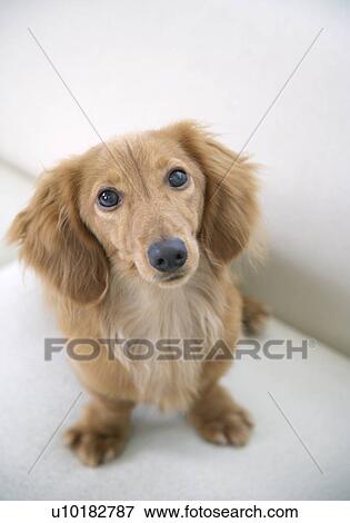 Miniature Duchshund, Single Animal, Indoors View Large Photo Image Stock Photo - Miniature Duchshund, Single Animal, Indoors. Fotosearch