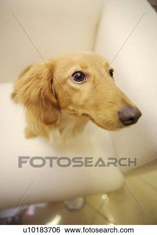 Miniature Duchshund, Single Animal View Large Photo Image Stock Photograph - Miniature Duchshund, Single Animal. Fotosearch