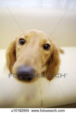 Miniature Duchshund, Single Animal, Indoors View Large Photo Image Stock Photography - Miniature Duchshund, Single Animal, Indoors. Fotosearch