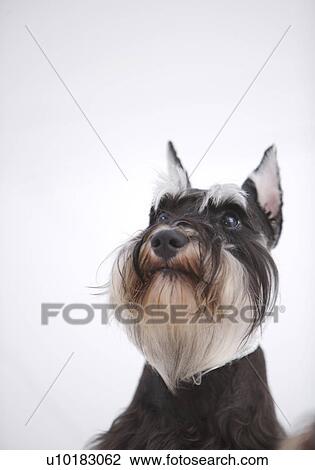 Miniature Schnauzer, Single Animal View Large Photo Image Stock Image - Miniature Schnauzer, Single Animal. Fotosearch