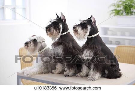Miniature Schnauzers, Looking Away View Large Photo Image Stock Photograph - Miniature Schnauzers, Looking Away. Fotosearch
