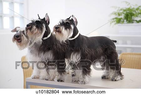 Miniature Schnauzers, Three Animals, Indoors View Large Photo Image Picture - Miniature Schnauzers, Three Animals, Indoors. Fotosearch