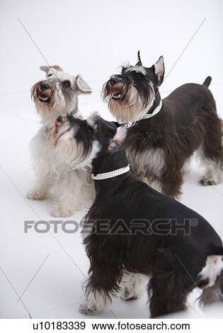 Stock Photo - Miniature Schnauzers, Three Animals. Fotosearch