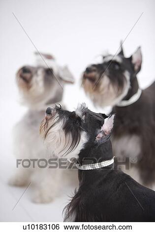 Stock Photograph - Miniature Schnauzers, Three Animals. Fotosearch