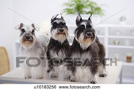 Miniature Schnauzers, Three Animals View Large Photo Image Stock Photograph - Miniature Schnauzers, Three Animals. Fotosearch
