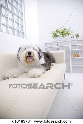 Old English sheepdog, Single Animal View Large Photo Image Picture - Old English sheepdog, Single Animal. Fotosearch
