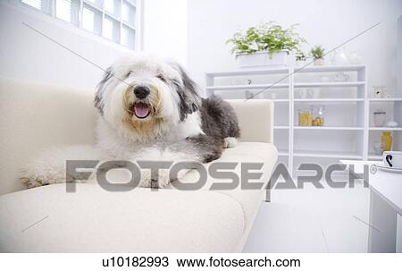 Old English sheepdog, Single Animal View Large Photo Image Stock Image - Old English sheepdog, Single Animal. Fotosearch