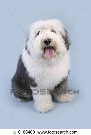 Old English sheepdog, Single Animal, Indoors View Large Photo Image Stock Image - Old English sheepdog, Single Animal, Indoors. Fotosearch