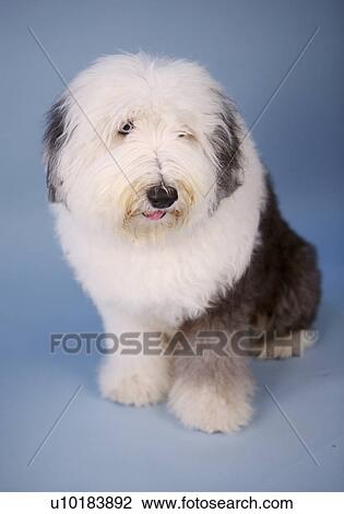 Old English sheepdog, Single Animal, Indoors View Large Photo Image Stock Image - Old English sheepdog, Single Animal, Indoors. Fotosearch