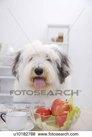 Old English sheepdog, Single Animal, Indoors View Large Photo Image Stock Photo - Old English sheepdog, Single Animal, Indoors. Fotosearch