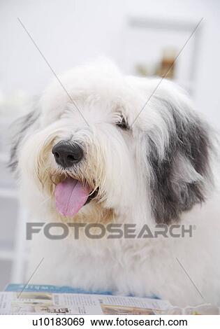 Old English sheepdog, Single Animal, Indoors View Large Photo Image Stock Photo - Old English sheepdog, Single Animal, Indoors. Fotosearch