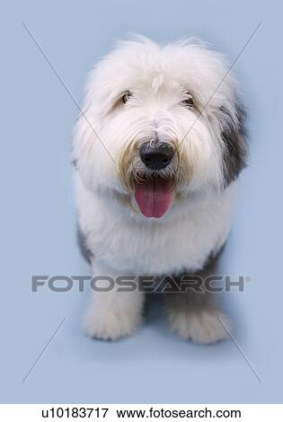 Stock Photo - Old English sheepdog, Single Animal, Indoors. Fotosearch