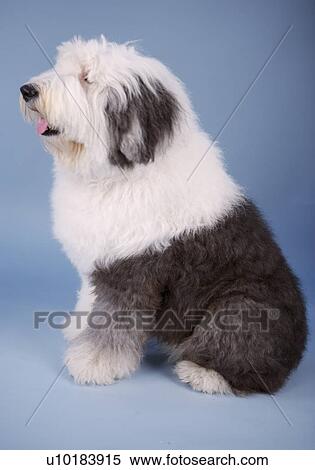 Old English sheepdog, Single Animal View Large Photo Image Stock Photography - Old English sheepdog, Single Animal. Fotosearch