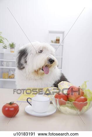Old Englsh Sheepdog, Single Animal, Indoors View Large Photo Image Stock Image - Old Englsh Sheepdog, Single Animal, Indoors. Fotosearch