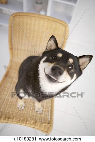 Single Animal, Akita View Large Photo Image Stock Image - Single Animal, Akita. Fotosearch
