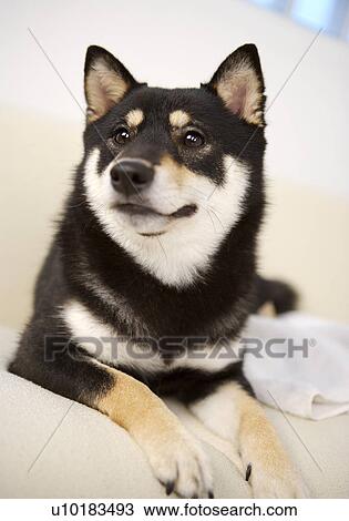 Stock Image - Single Animal, Akita. Fotosearch