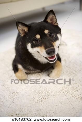 Single Animal, Akita View Large Photo Image Stock Image - Single Animal, Akita. Fotosearch