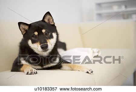 Single Animal, Akita View Large Photo Image Stock Photo - Single Animal, Akita. Fotosearch