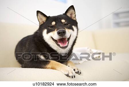 Single Animal, Indoors, Akita View Large Photo Image Picture - Single Animal, Indoors, Akita. Fotosearch