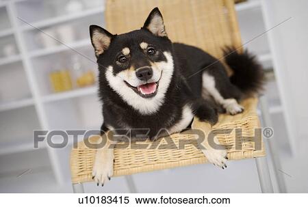 Single Animal, Indoors, Akita View Large Photo Image Stock Photography - Single Animal, Indoors, Akita. Fotosearch
