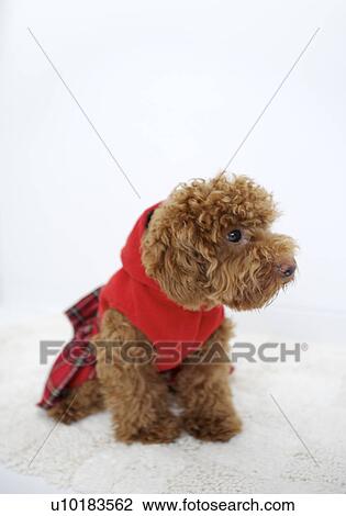 Stock Image - Toy Poodle, Looking Away. Fotosearch