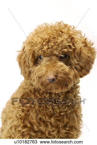 Toy Poodle, Single Animal, Indoors View Large Photo Image Stock Image - Toy Poodle, Single Animal, Indoors. Fotosearch