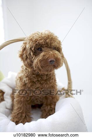 Toy Poodle, Single Animal, Indoors View Large Photo Image Stock Image - Toy Poodle, Single Animal, Indoors. Fotosearch