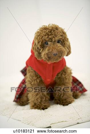 Toy Poodle, Single Animal, Indoors View Large Photo Image Stock Image - Toy Poodle, Single Animal, Indoors. Fotosearch