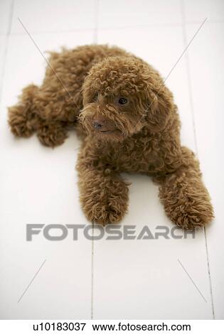 Toy Poodle, Single Animal, Indoors View Large Photo Image Stock Photo - Toy Poodle, Single Animal, Indoors. Fotosearch