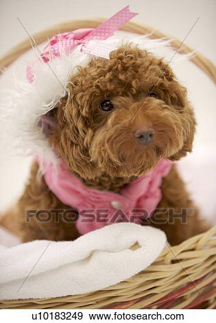 Toy Poodle, Single Animal, Indoors View Large Photo Image Stock Photo - Toy Poodle, Single Animal, Indoors. Fotosearch