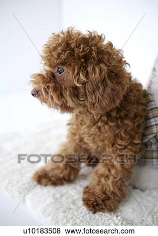 Stock Photo - Toy Poodle, Single Animal, Indoors. Fotosearch