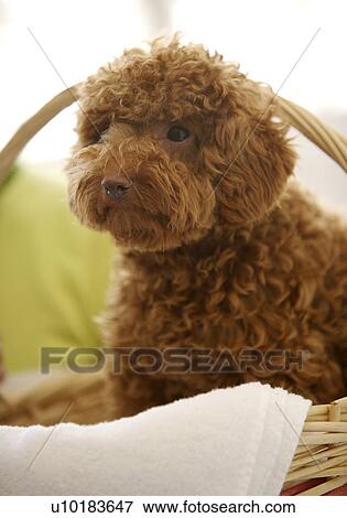 Stock Photo - Toy Poodle, Single Animal, Indoors. Fotosearch