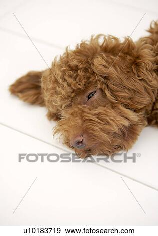 Stock Photo - Toy Poodle, Single Animal, Indoors. Fotosearch