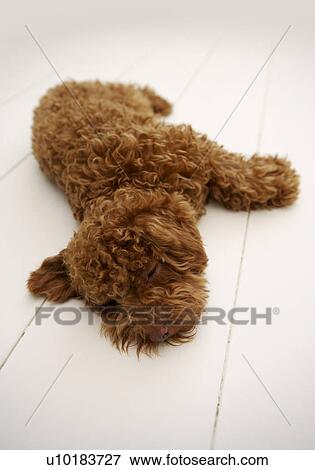 Toy Poodle, Single Animal, Indoors View Large Photo Image Stock Photo - Toy Poodle, Single Animal, Indoors. Fotosearch