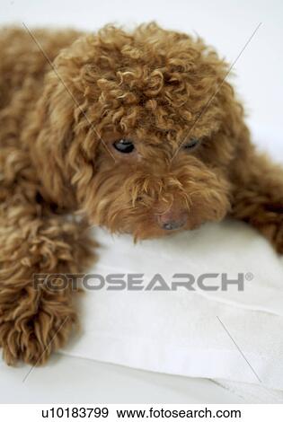 Stock Photo - Toy Poodle, Single Animal, Indoors. Fotosearch