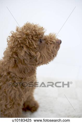 Toy Poodle, Single Animal, Indoors View Large Photo Image Stock Photography - Toy Poodle, Single Animal, Indoors. Fotosearch