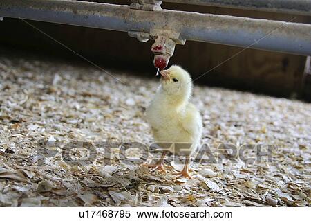 A chick drinking in a chicken barn View Large Photo Image Stock Photography - A chick drinking in a chicken barn. Fotosearch