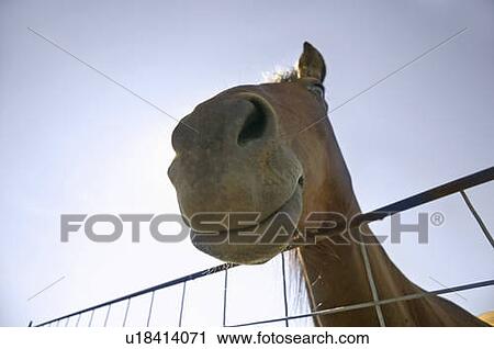 Stock Image - A horse looking at the other side of the gate. Fotosearch