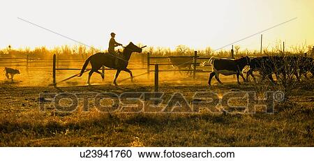 Cattle and horseman in corral on ranch, Outlook, Saskatchewan, Canada View Large Photo Image Stock Image - Cattle and horseman in corral on ranch, Outlook, Saskatchewan, Canada. Fotosearch
