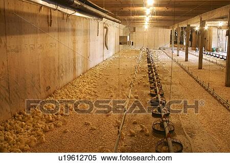 Stock Photography - Chicks keep warm in a chicken barn. Fotosearch