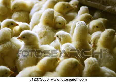 Stock Image - Chicks keeping warm in a chicken barn. Fotosearch
