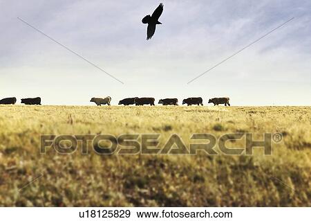 Cows and bird, Western Canada View Large Photo Image Stock Photo - Cows and bird, Western Canada. Fotosearch
